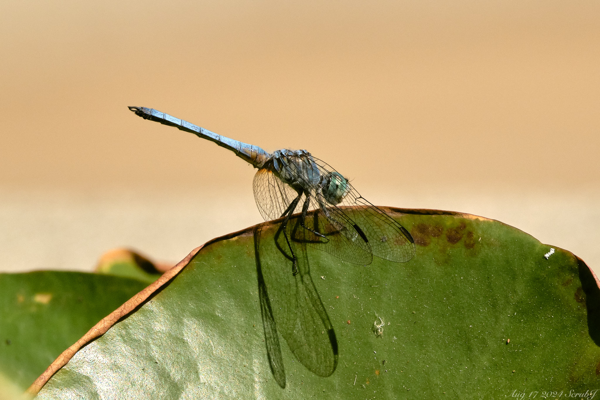 A blue dasher dragonfly at the Lily pond on the Caltech campus