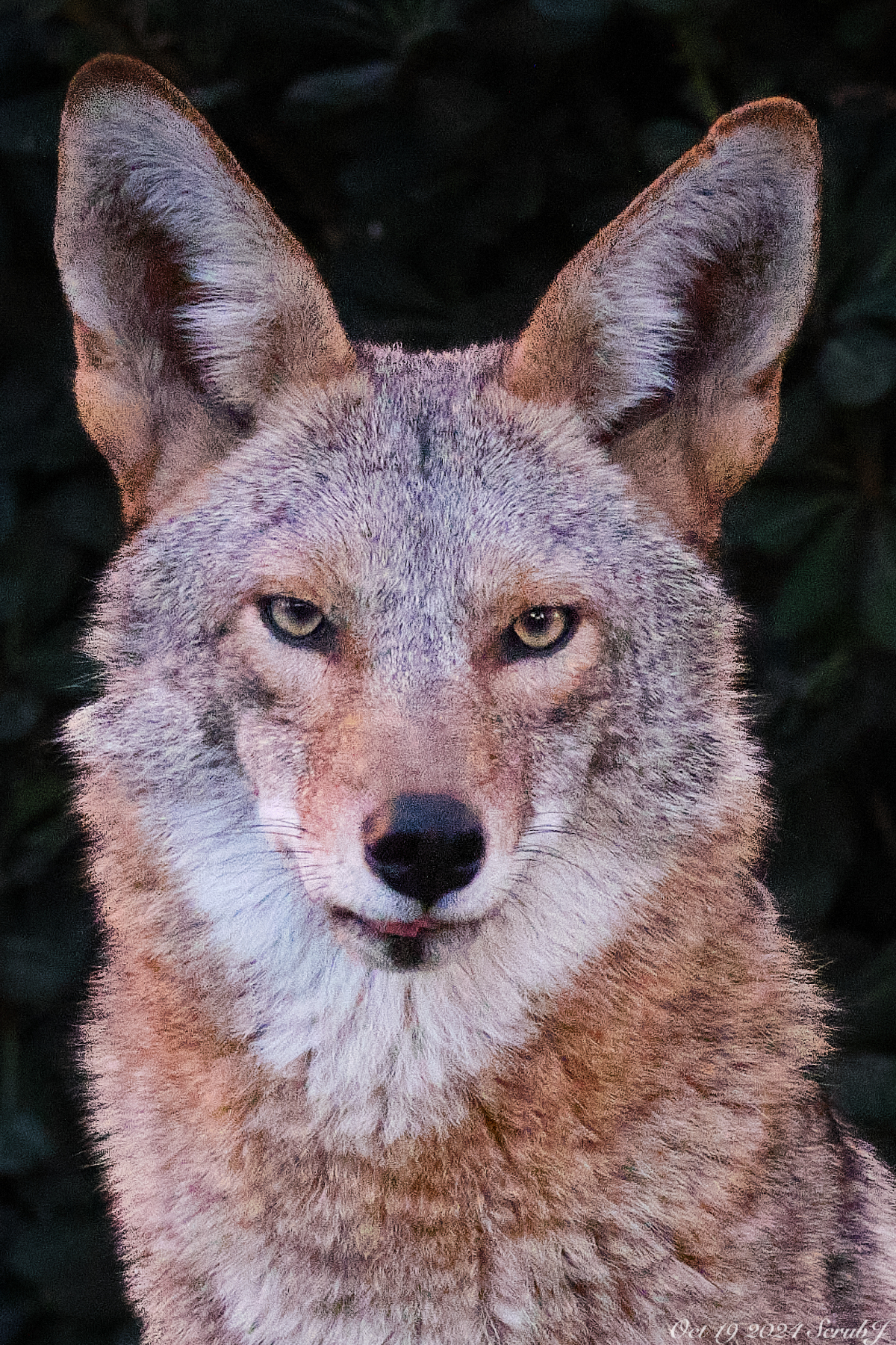 Vertical portrait of the female coyote