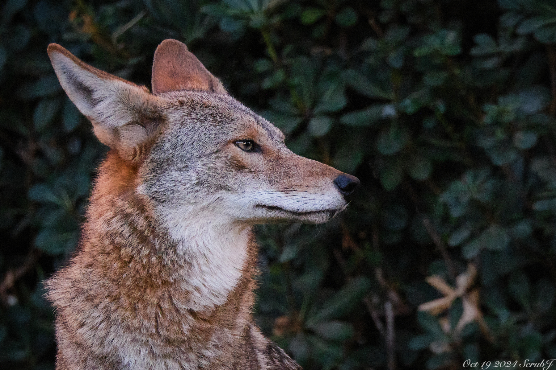 Portrait of the female coyote