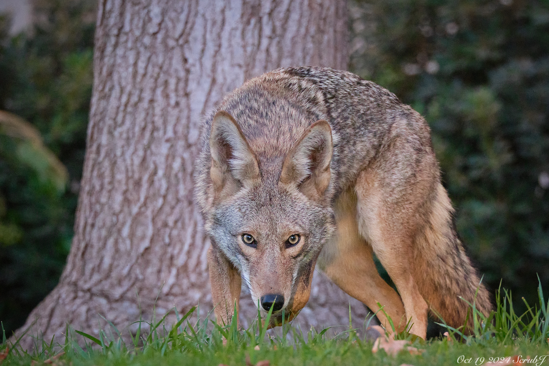 Coyote Stare