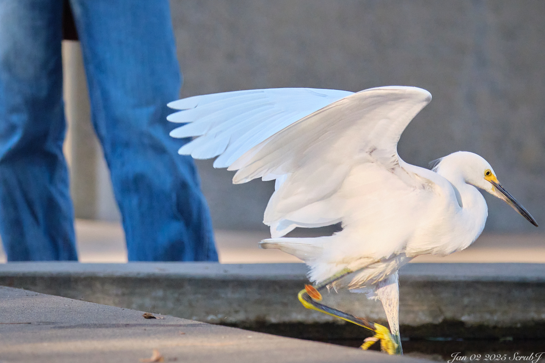 A snowy egret next to a pair of blue jeans