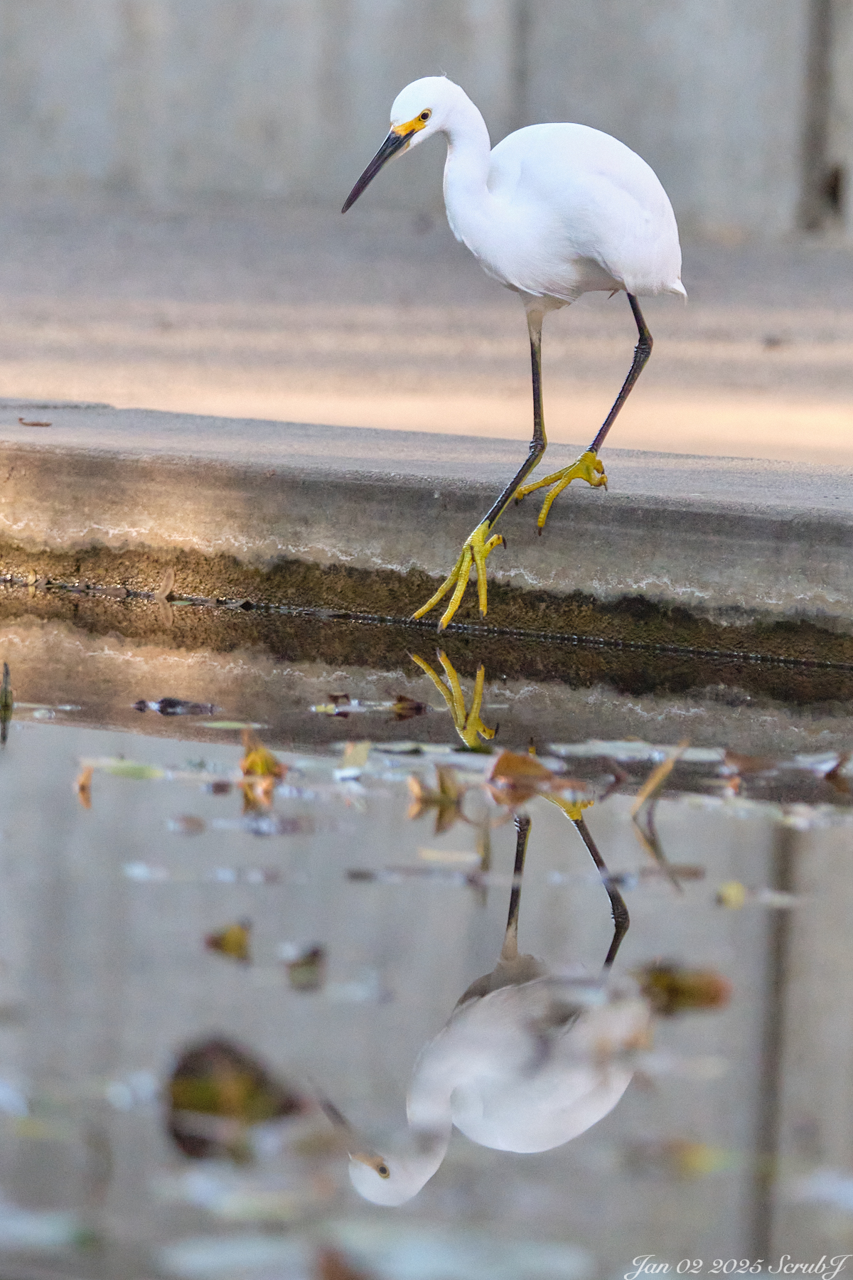 A Snowy Egret testing the water
