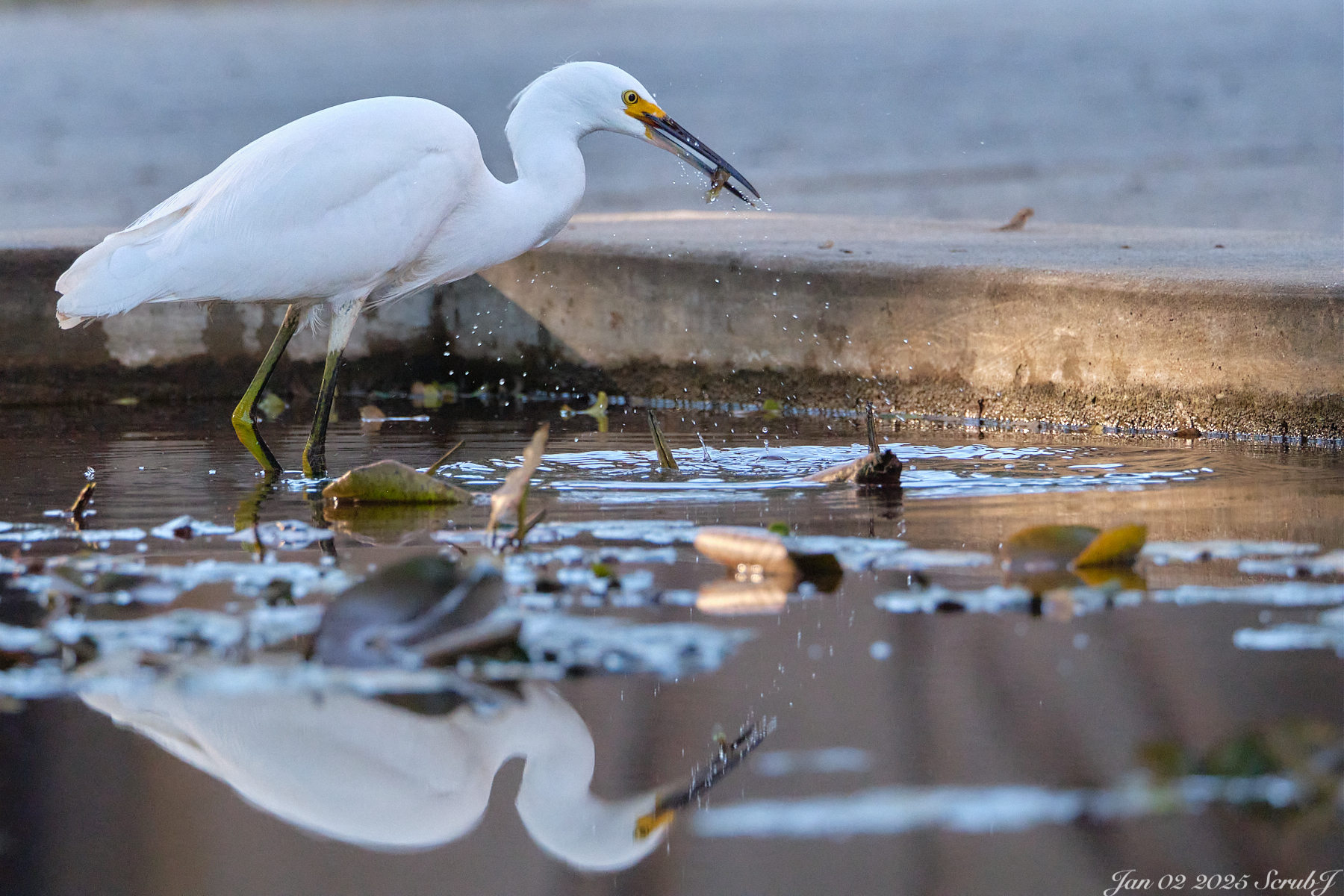 A Snowy Egret photographed at Caltech