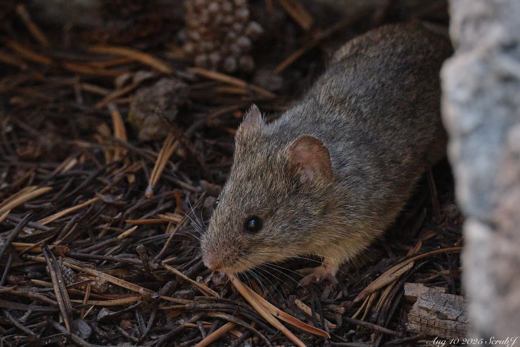 A mouse in the borrow.