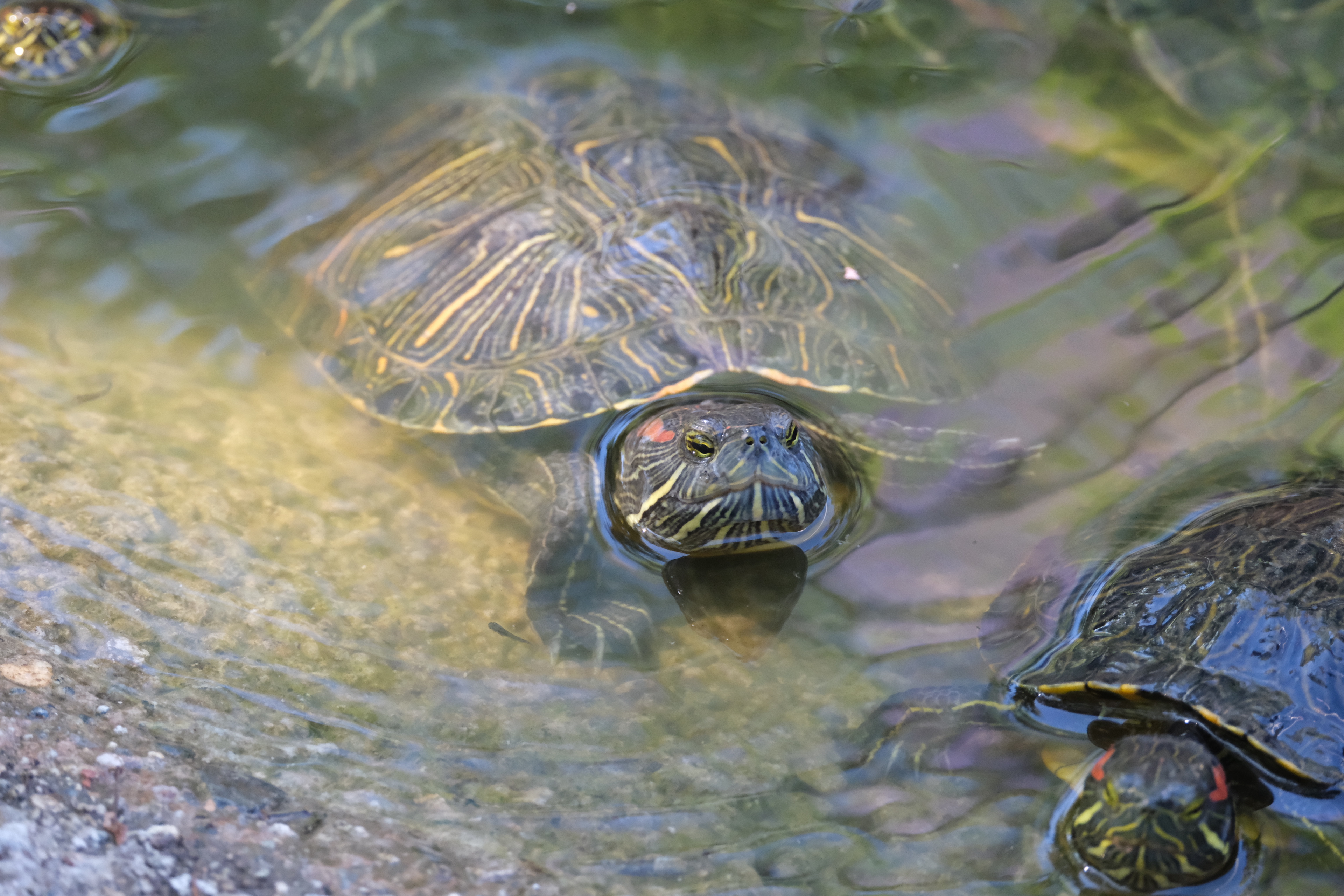 A red-eared slider at the Caltech turtle pond