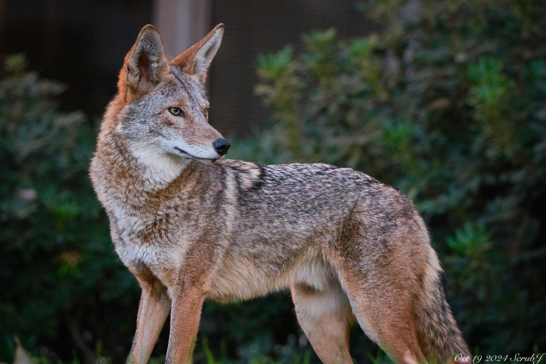 A coyote photographed at Caltech