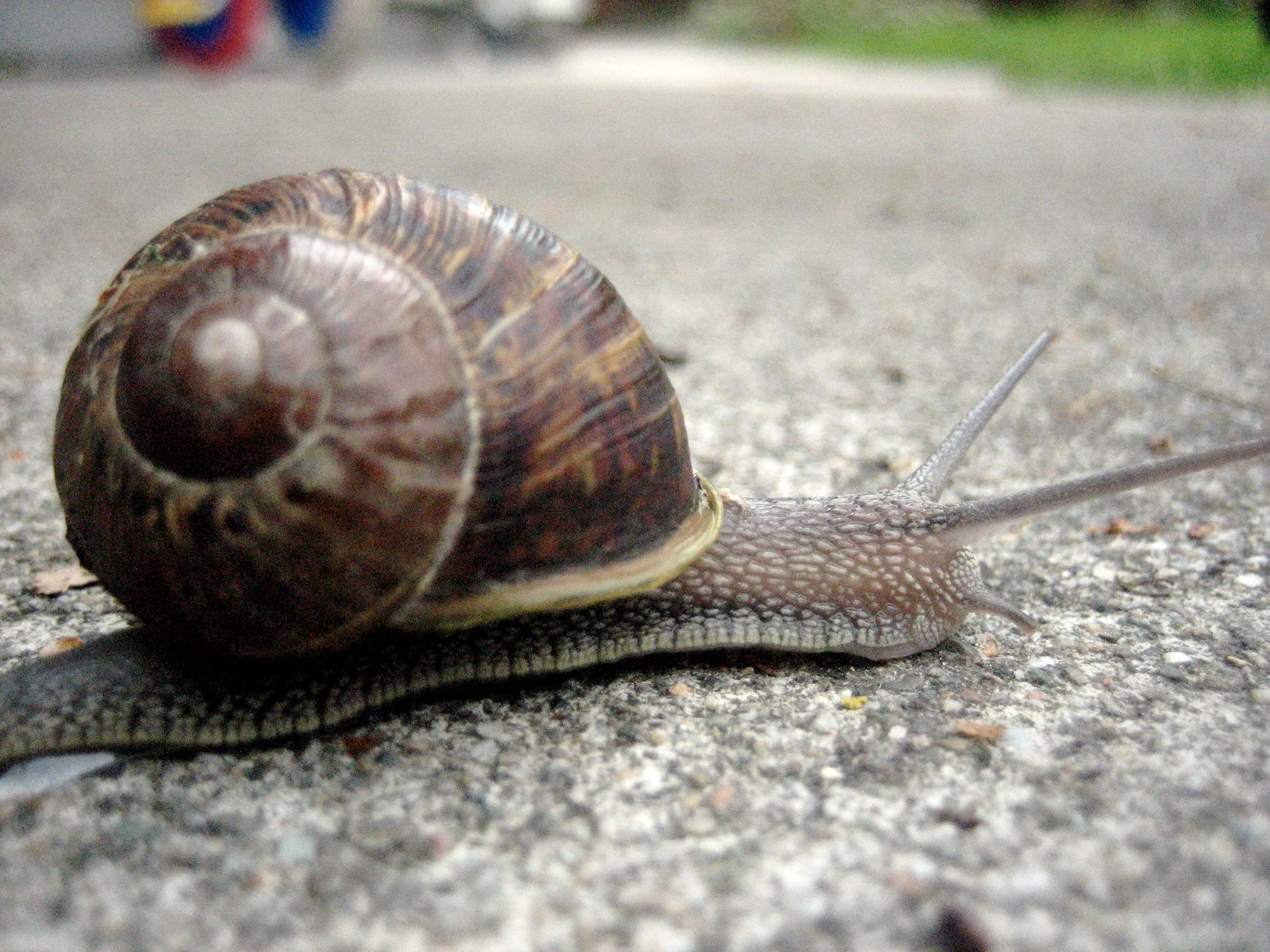 A snail moving across pavement.